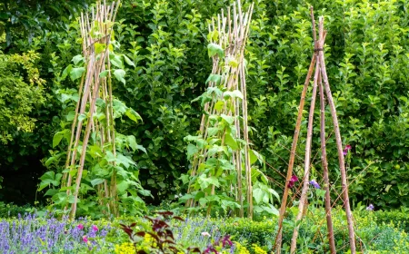 tuteur en bois pour ramer les haricots verts