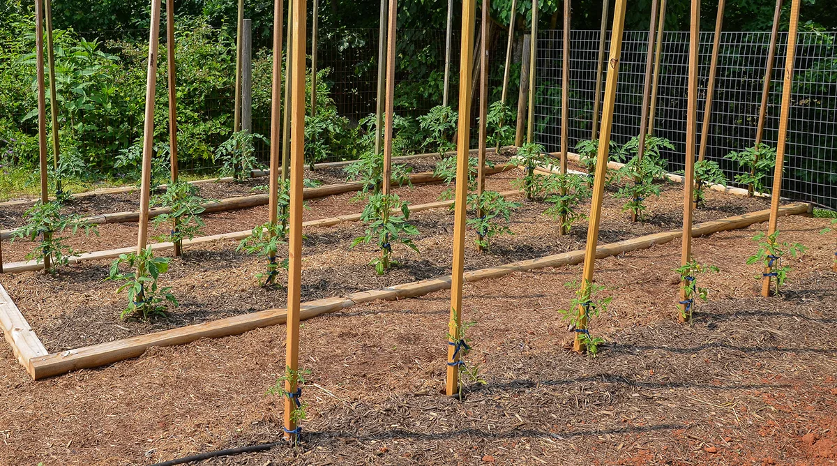 tuteurs tomates comment planter des tomates en pleine terre et quand en mai 2023