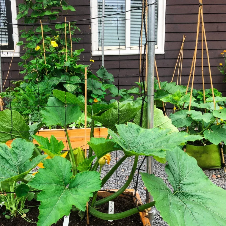 tutuer les courgettes dans le jardin maison avec planches marron et fenetres blanches