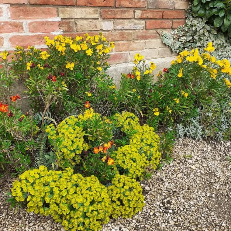 un jardin avec des couvre sol fleurs jaunes plantes vertes mur en briques