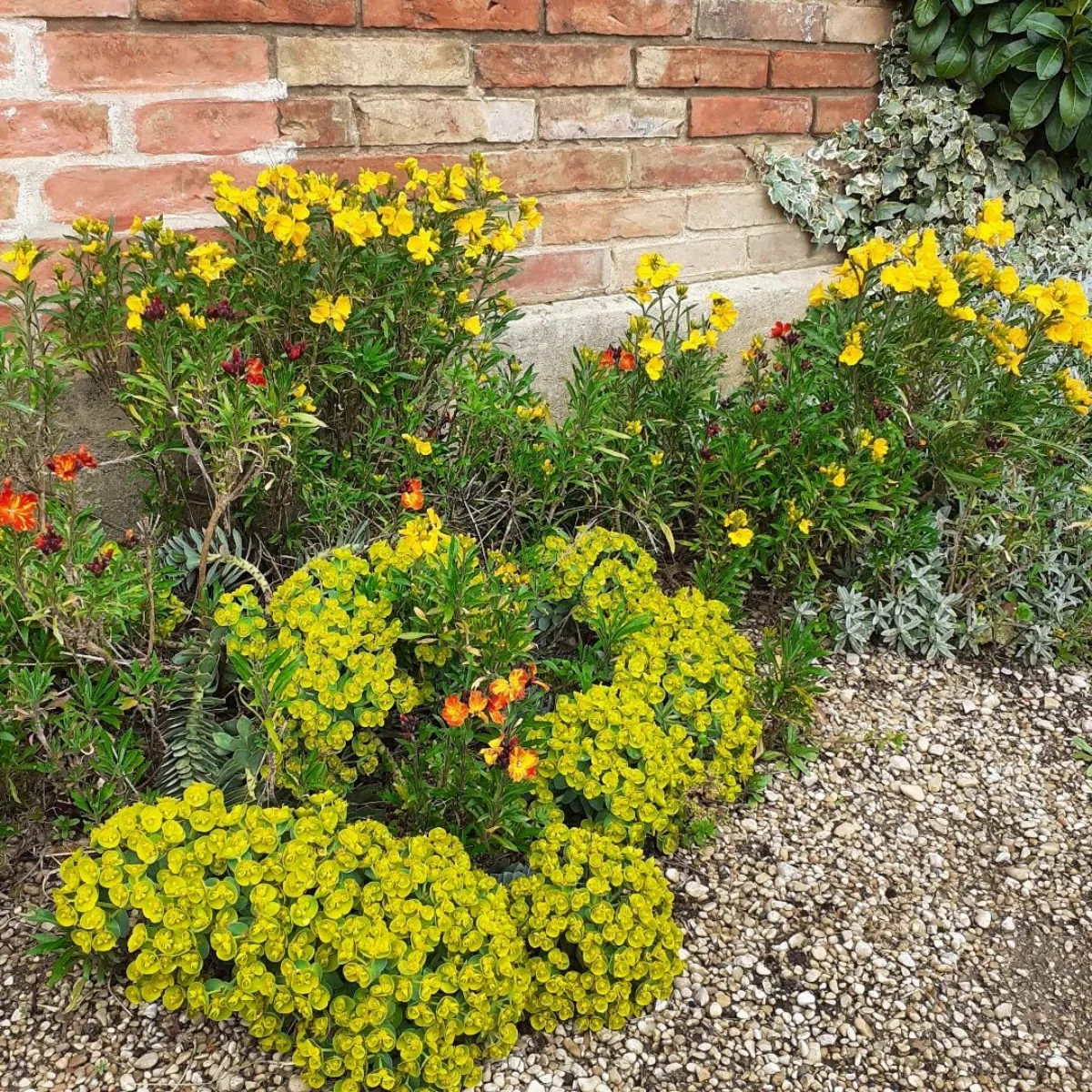 un jardin avec des couvre sol fleurs jaunes plantes vertes mur en briques