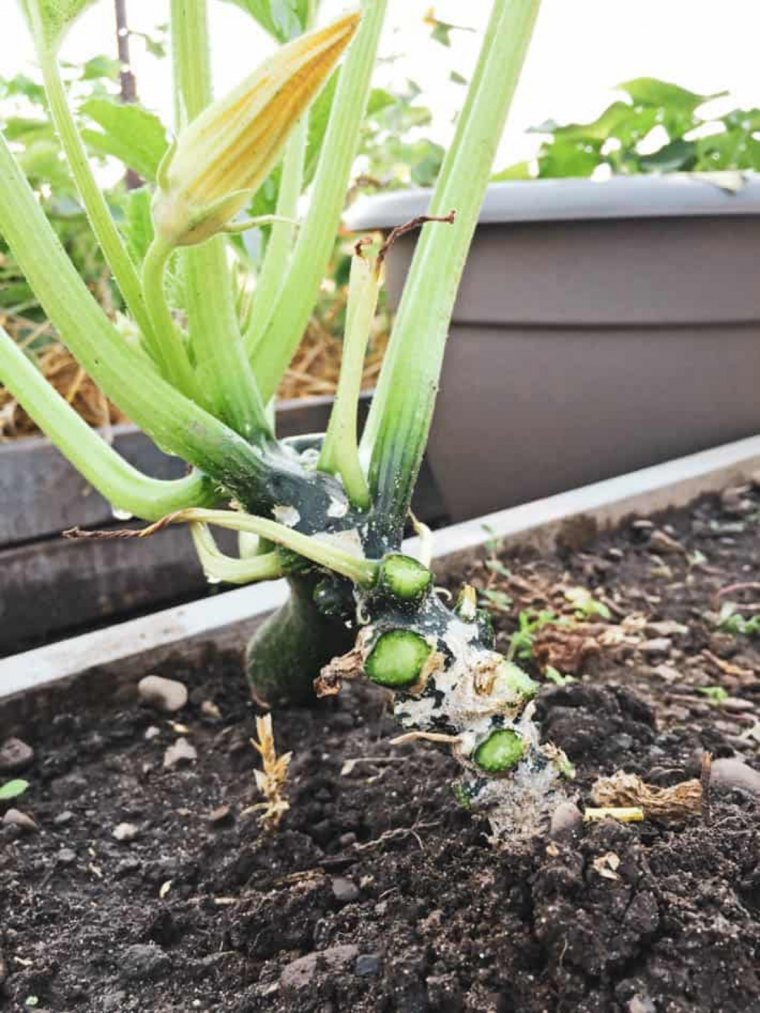 un plant de courgette apres la taille tige verte et fleur orange