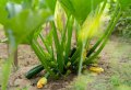 Comment tailler les plants de courgettes pour tripler la production ? Les bons gestes à adopter au bon moment
