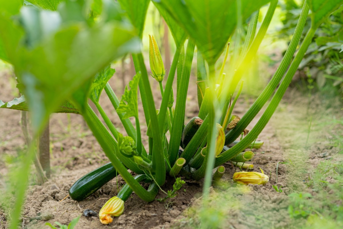 growing,zucchini,in,organic,garden