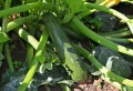 Top 10 des légumes à planter en mai-juin pour profiter de vos récoltes tout l’été
