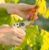 une femme qui taille la vigne