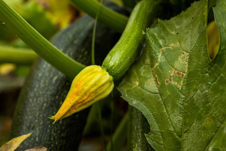 Comment tailler les plants de courgettes pour tripler la production ? Les bons gestes à adopter