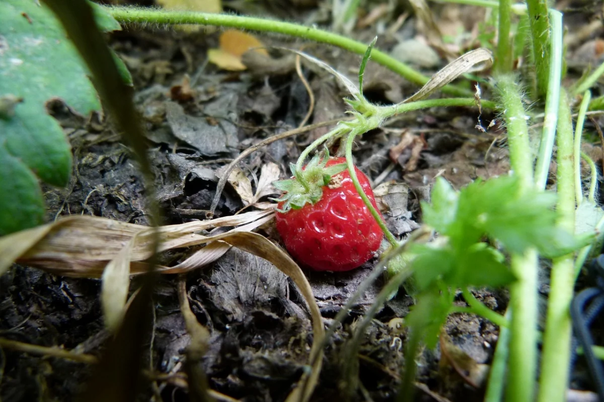 une fraise au som terre feuilles vertes