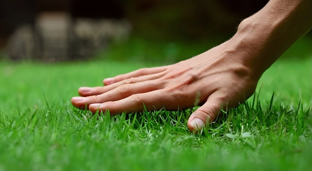 une main posee sur une pelouse verte