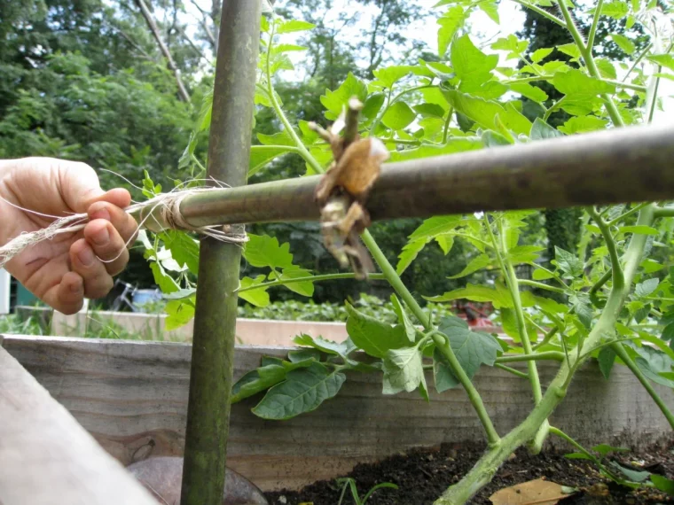 utilisation du bambou pour les tomates