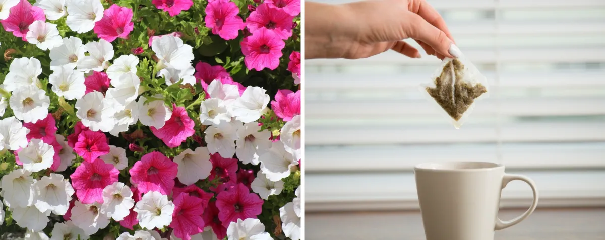 utilisation sachets de the fertilisation plantes fleuries tasse cafe blanche