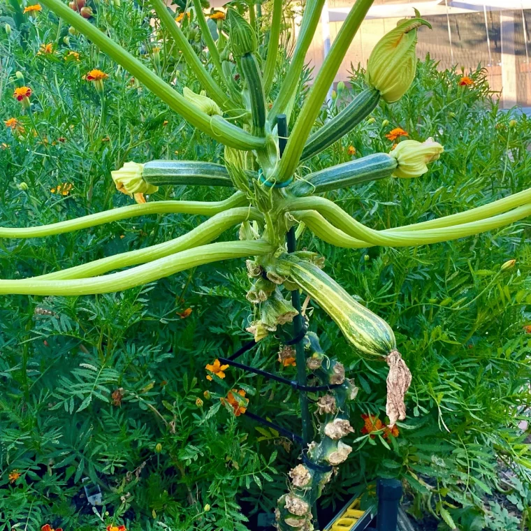 variete de courgette support potager floraison plantes fleuries