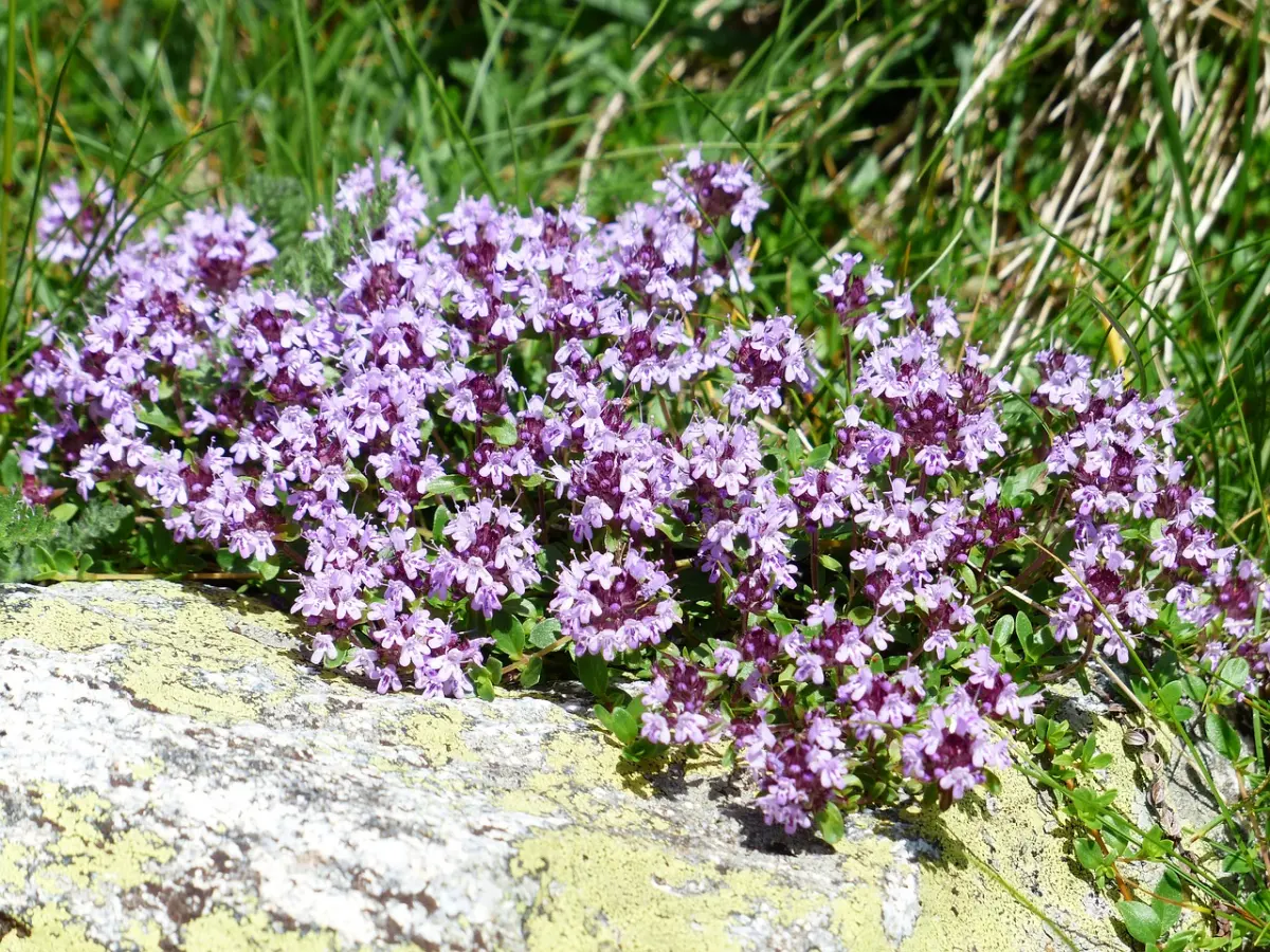 variete thymus plantes herbe aromatique thym grimpant fleurs miniscules violettes