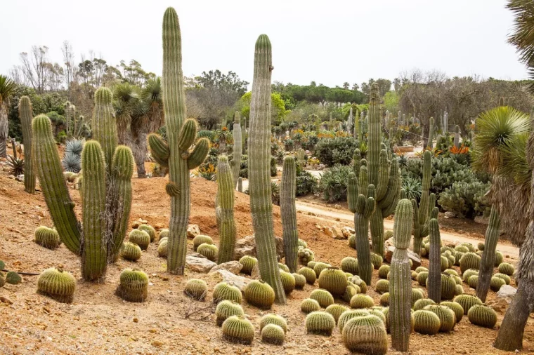 varietes cactus amenagement paysager sol sablonneux cailloux terrain plantes desertiques