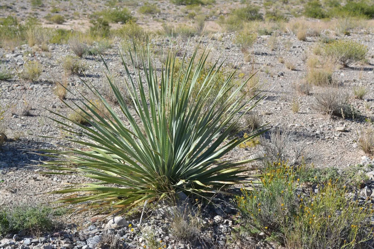 yucca plante arbuste sol caillouteux herbes plein soleil exposition