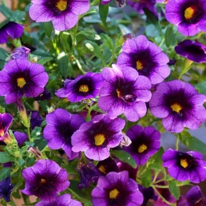 zoom sur les fleurs violettes de petunia retombant