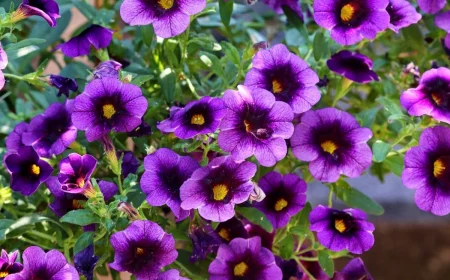 zoom sur les fleurs violettes de petunia retombant