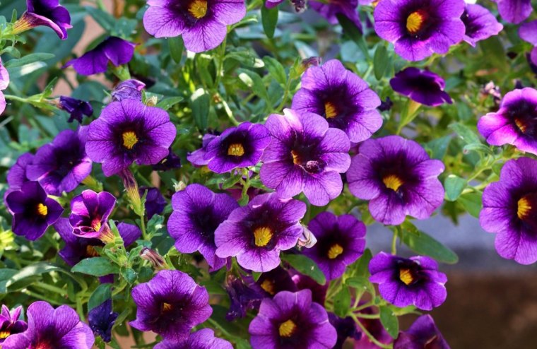 zoom sur les fleurs violettes de petunia retombant