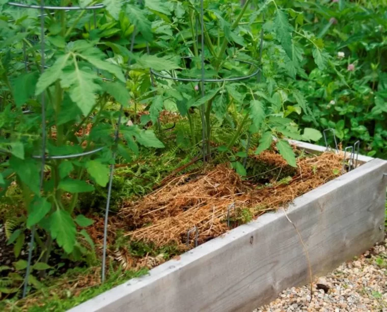 Comment savoir si un plant de tomate a trop d'eau