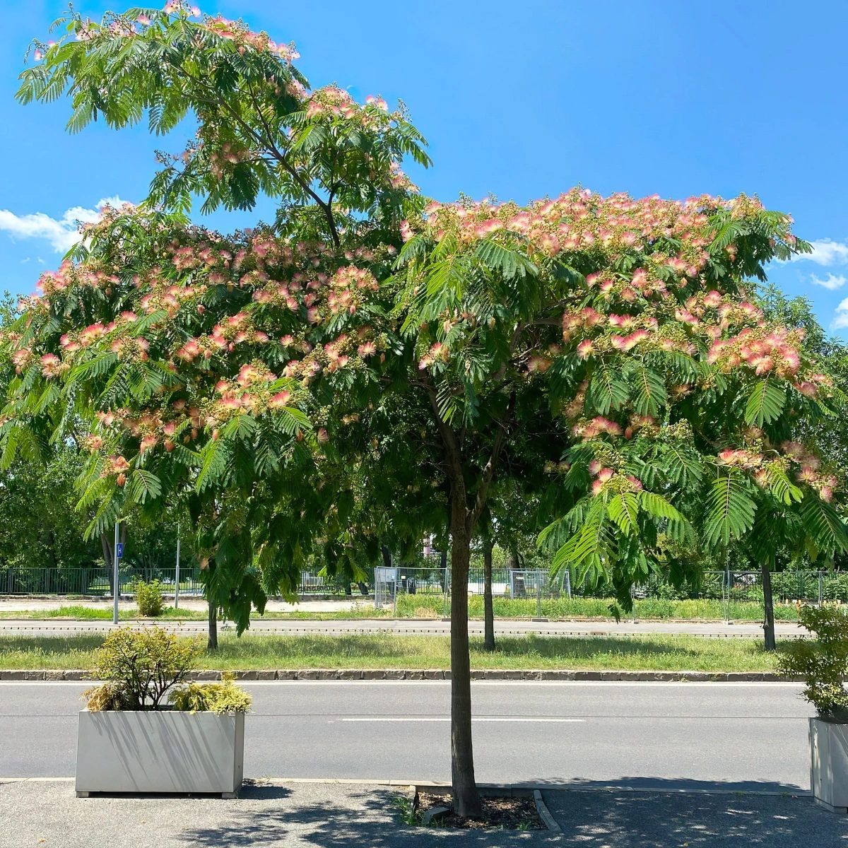albizia arbre ombre fleurs branches feuilles vertes ciel bleu rue beton