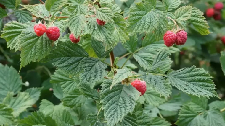 campanion plants for raspberries