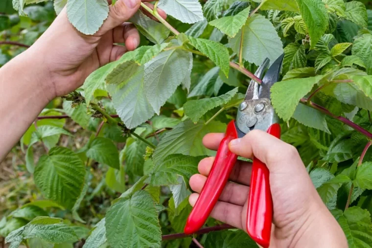 c'est quoi les drageons des framboisiers maine coupe lesommet du framboisier