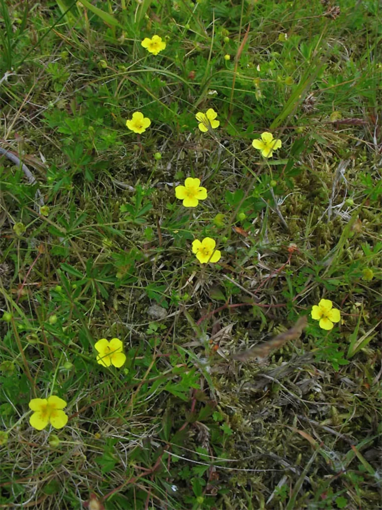 comment connaître la nature du sol de son jardin rampante