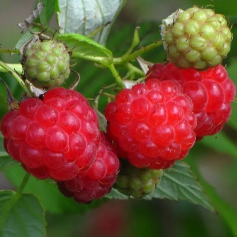 comment éviter les rejets de framboisiers framboises muries