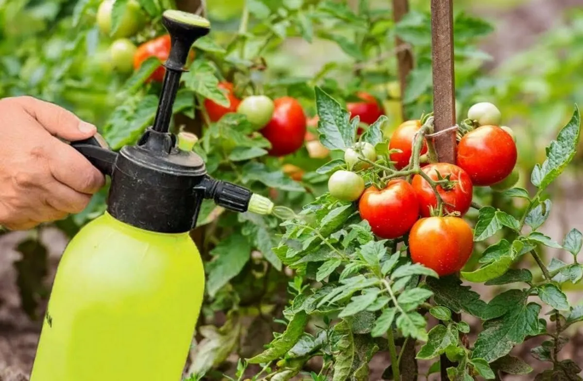 comment faire pour avoir des tomates tout l'été