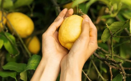 comment faire pousser un citronnier à partir dun citron un fruit entredeux mains