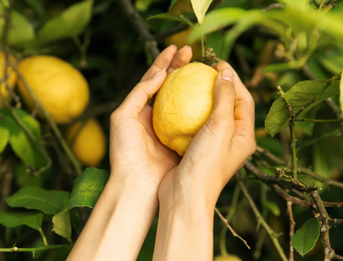 comment faire pousser un citronnier à partir d'un citron un fruit entredeux mains