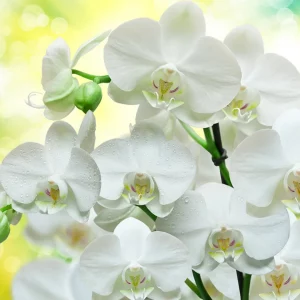 Comment rebooster une orchidée à coup sûr ? Les meilleurs engrais naturels pour les orchidées selon notre fleuriste