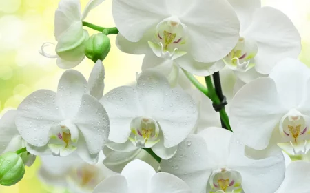 comment faire rebooster une orchidée à coup sûr fleurs blanches