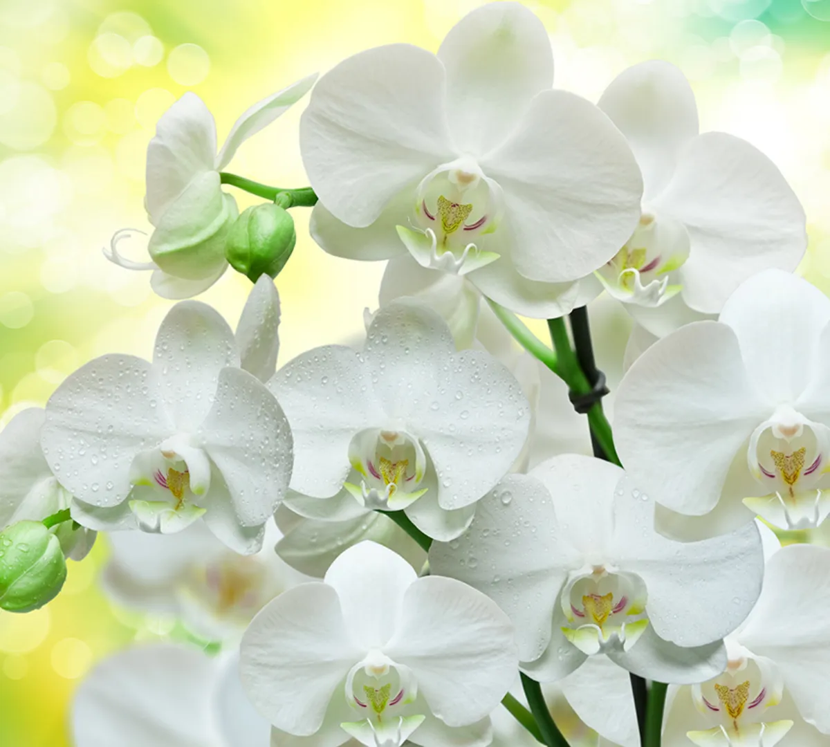 comment faire rebooster une orchidée à coup sûr fleurs blanches