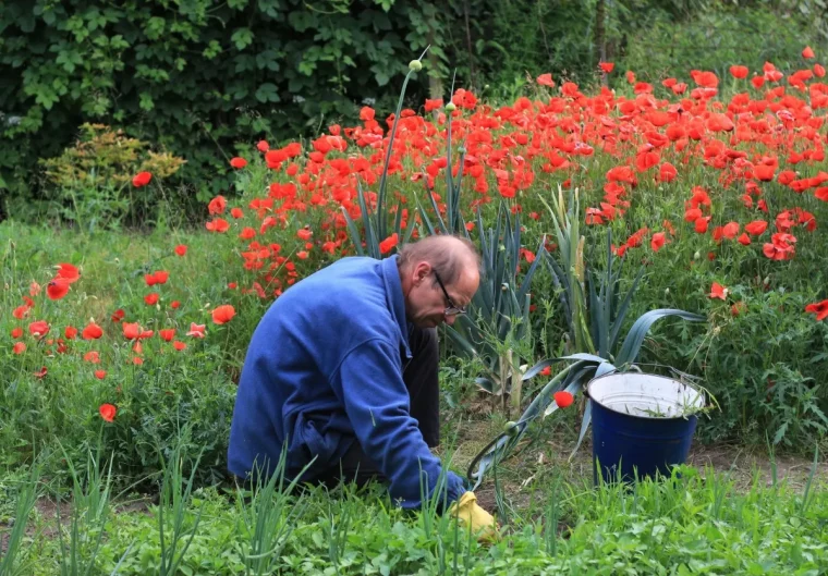 comment faire une analyse de la terre homme nettoie lesmauvaises herbes coquelicots