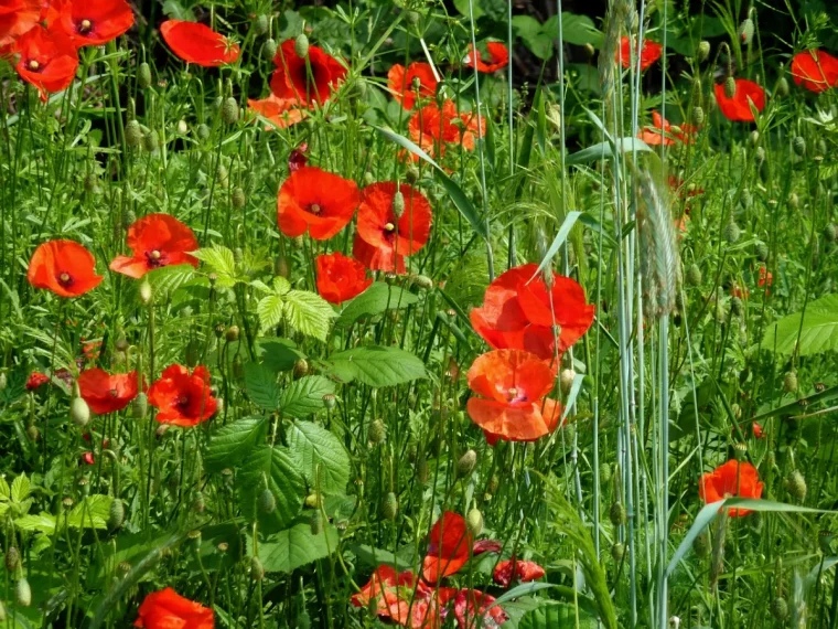 comment faire une analyse de sol soi même coquelicots