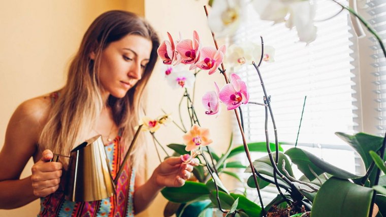 comment stimuler une orchidée femme arrose