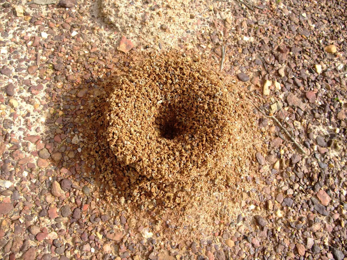 entree d une fourmiliere en milieu d une surface de cailloux et de la terre bien seche