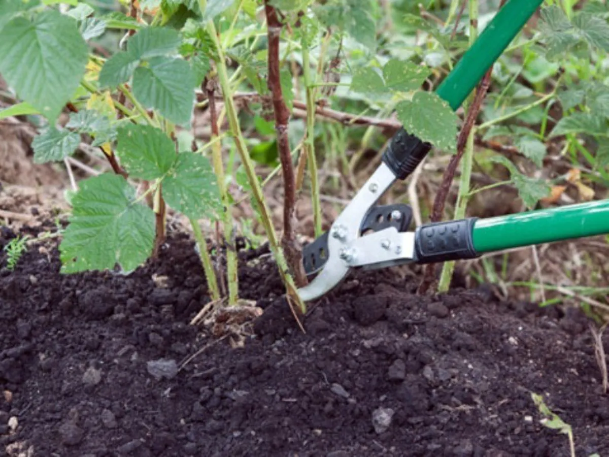 est ce que les rejets de framboisiers donnent des fruits