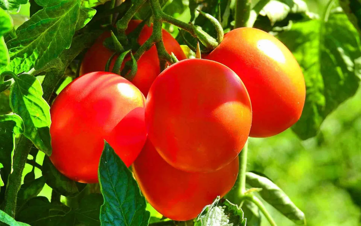 faut il retirer les feuilles des pieds de tomates fruits au soleil