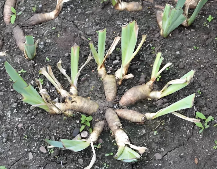 feuilles d iris coupees a la base pres des rhizomes