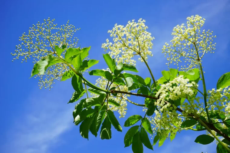 fleurs blanches de sureau sur fond de ciel bleu