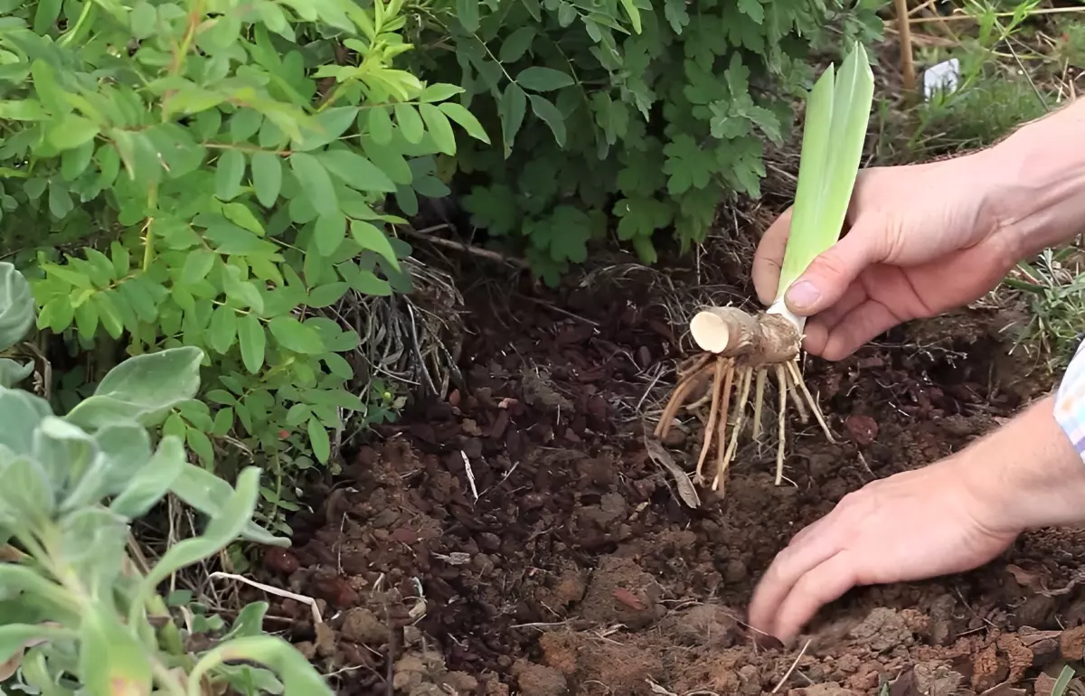 iris divise tenu dans une main pour etre plante dans le sol