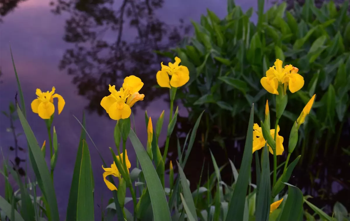 iris jaune avec un feuillage équilibré près d un plan d eau dans lequel on voit le reflet d un arbre