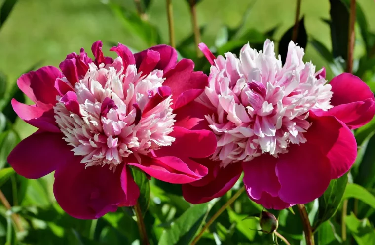 pivoine bicouleur avec du rose pale au milieu et du fuchsia aux petales exterieures