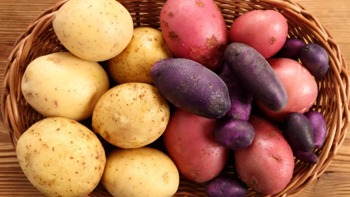 pomme de terre jaunes roses et violettes pomme de terre croustillantes comment faire