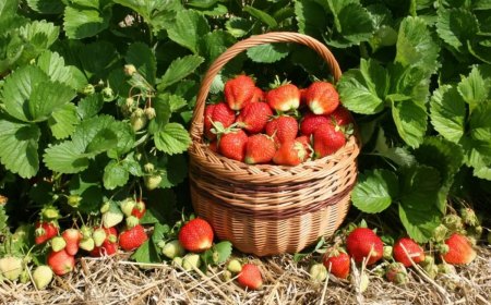 quel est le meilleur engrais naturel pour booster les fraisiers panier pleinde fraises dans une platebande