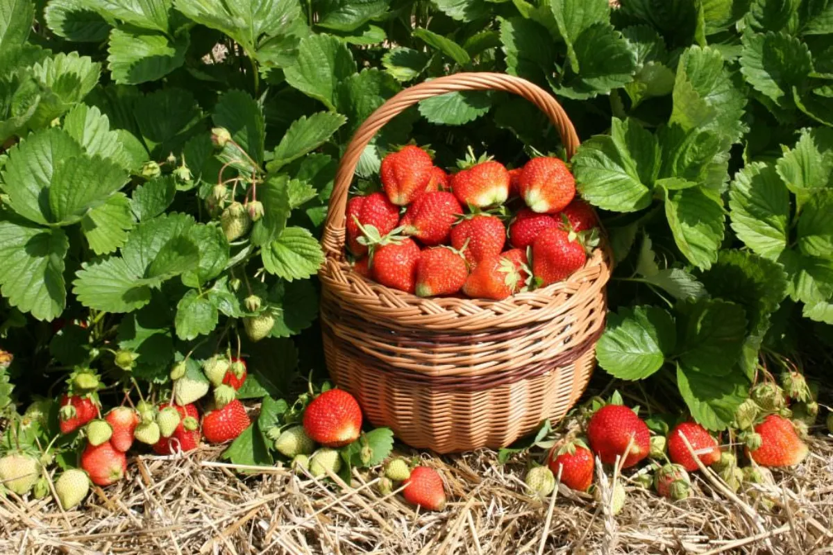 quel est le meilleur engrais naturel pour booster les fraisiers panier pleinde fraises dans une platebande