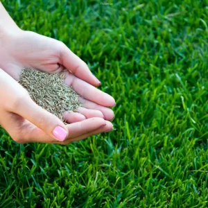 Gazon résistant à la sécheresse et à la chaleur : Les bonnes herbes pour réduire la consommation d'eau et l'entretien