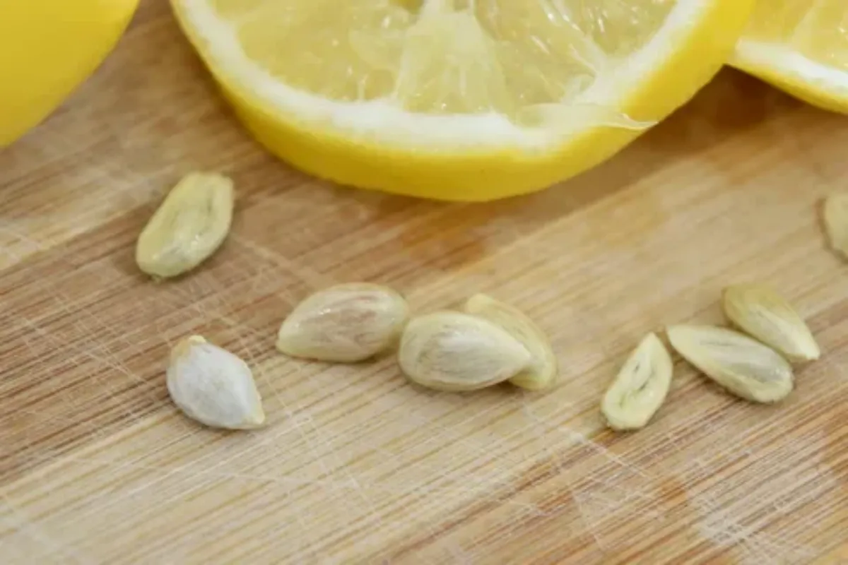 quelle est la meilleure façon de faire germer des pépins de citron